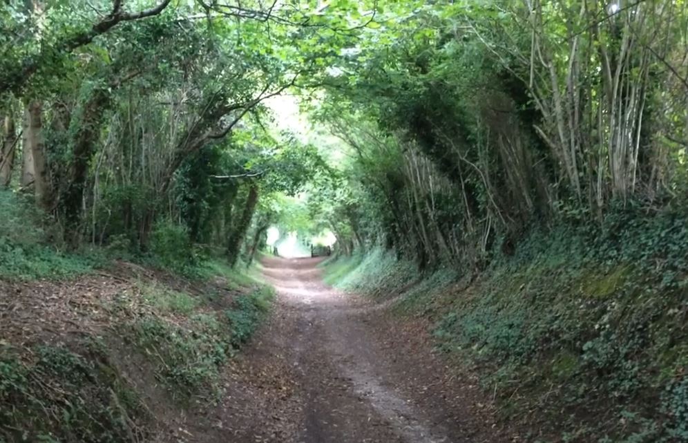 Halnaker Tree Tunnel